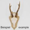 Generisch Pack of 5 Roe Trophy Signs Pointed Oak Light Small AF 19 cm x 11 cm