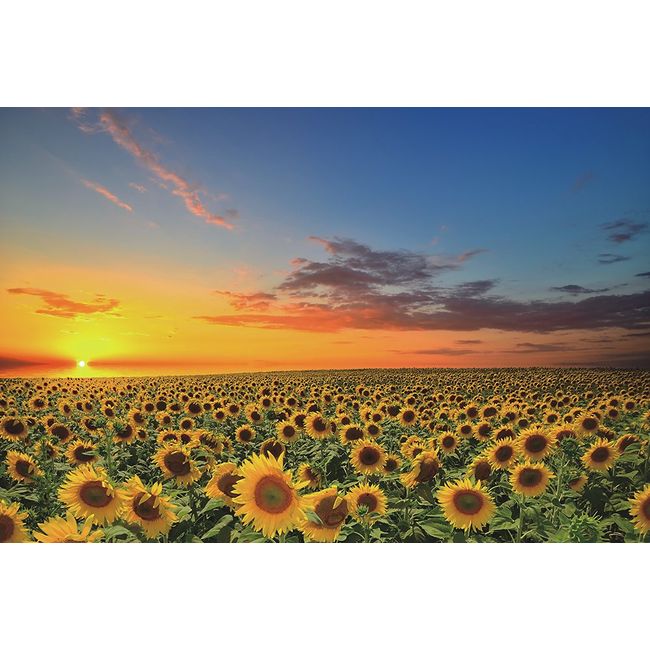 Funnybox Sunflowers in The Fields at Sunset-Wooden Jigsaw Puzzles 1000 Piece for Teens and Family