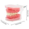 Dental Standard Demonstration Teeth Model 28 Removable Teeth Study Gel Material Soft Teaching Dental Mode