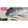 Fish Arrow F.A. Flash J Cirrus 3 SW #125 Clear Red Glitter / S