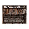 Dr. Whitaker's Clinical Grade Pycnogenol, 60 Capsules (30-Day Supply)
