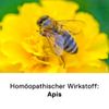 DHU Apis Mellifica C30 Streukügelchen, 10 g Globuli