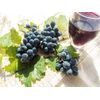 Antioxidant Elixir: RESVERATROL COMPLEX 1B 60 Caps - Holistic Blend