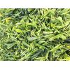 Keemun First Grade Gongfu Black Tea, 100 grams