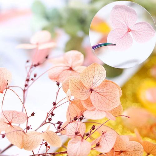 SSyang 12 pezzi Nail Art Fiori Naturali, Scatole Secchi Unghie, Decorazione per Nail Art Con Parti, Fiore Verde Profumato, puro Naturale, Adatto per la Decorazione di Custodie per Cellulari