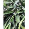 Dragon Fruit Cutting 2 White Pitaya Cactus Bare Root Ready To Plant