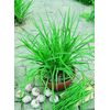 Chives Garlic Geisha   1,000 seeds