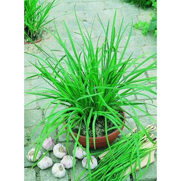 Chives Garlic Geisha   1,000 seeds