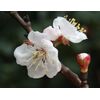 Dwarf Apricot Tree{Prunus armeniaca}Orga