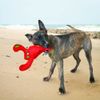 Kong Kong Belly Flop Hummer 27 cm