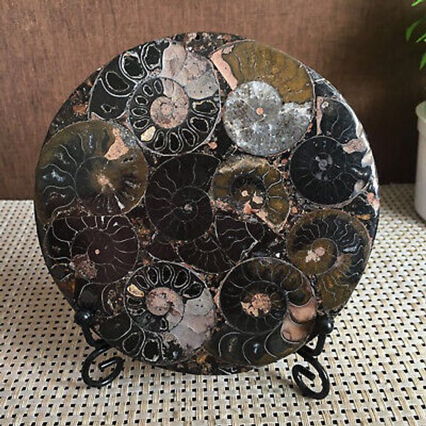 210g Natural conch Ammonite fossil specimens rough disc for health treatment B14