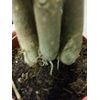 LOUSBONSAINUSERY BRAIDED MONEY TREE