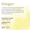 Aura Cacia 100% Pure Essential Oil Ginger ( Zingiber Officinale) - 0.5 Oz