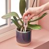 Miracle-Gro Drip & Feed Orchid Food, 3 Pack
