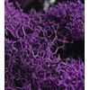 SuperMoss (25124 Reindeer Moss Preserved, Appx. 2oz, Purple