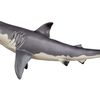 Great White Shark