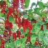 blood sugar and blood pressure support ASTRAGALUS COMPLEX astragalus blend 2 BOT