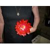 EPIPHYLLUM ORCHID CACTUS          (((   HIGH  SOCIETY )))