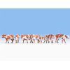 Noch 15726 Cows, brown-white Coloured