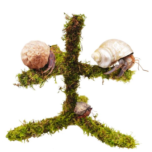 Begeterday 7-Inch Hermit Crab Climbing Toy, Mini Hide, Hermit Crab Accessory
