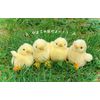 Riku’s Friends, Stuffed Chick