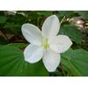 Bauhinia acuminata WHITE ORCHID TREE Exotic SEEDS!