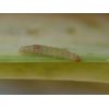 Dragonfli Leek Moth Pheromone Lure Refill Replacement - Catch & Kill Leek Moth Pests