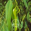 Organic Essential Oil Eucalyptus Smith 0.2 oz (5.56 ml)