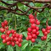 Schisandra (Fruit) Extract 5:1-5 Grams