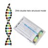 DNA Model, Double Helix Structure Model, DNA Model, Biological Science, DNA Assembly Teaching Materials