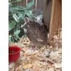  12+ Coturnix Quail Fertile Hatching Eggs 
