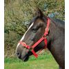 Rhinegold Nylon Headcollar - Cob - Red