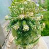 Experience Elegance with 100pcs Rare High-End Succulent Seeds