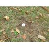 4-Pack - Low Profile Survey Marker - Property Boundary Stake - PLAIN COLOR 