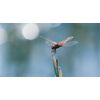 Das Wunder der Natur