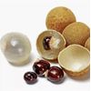 1 Longan Dimocarpus Dragon Eye With Pot 10” Tropical Fruit Tree