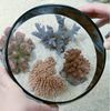 Seaside Aquatics Look Down Box 6"