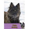 Cairn Terrier Dog Birthday Card