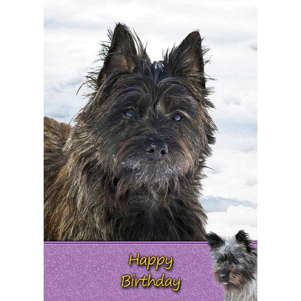 Cairn Terrier Dog Birthday Card