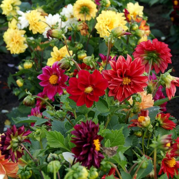 Outsidepride 400 Seeds Annual Dahlia Opera Flower Seeds Mix for Planting