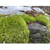 Live Broom Fork Moss