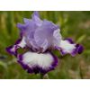 Lavender Wall Iris Freshly Dug Combined shipping available