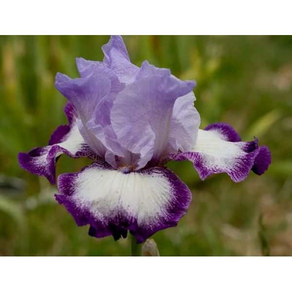 Lavender Wall Iris Freshly Dug Combined shipping available