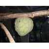 5 Organic Cherimoya/Custard Sugar Apple Tropical Fruit Seeds.US grown seeds.