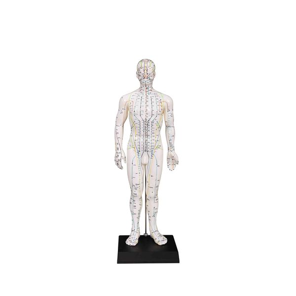 Male Model/Height 24"