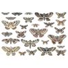 Creative Craft Propducts Transparencies, Moths Tim Holtz Idealogy