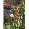 3 Snowball Butterfly Pond plant Bog Marginal