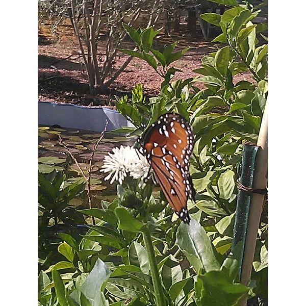 3 Snowball Butterfly Pond plant Bog Marginal