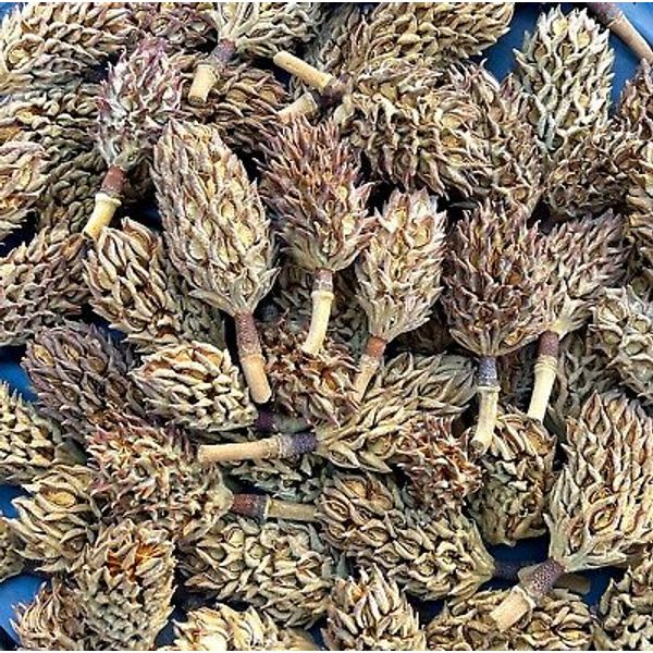 20 Organic Magnolia Tree Seed Pods Heat Treated Pet Reptile Vivarium Isopods