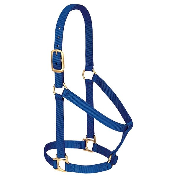 Weaver Leather Basic Non-Adjustable Nylon Horse Halter, Blue, 1" Average Horse